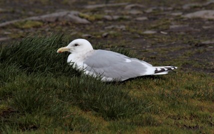 Iceland Gull (Thayer's) - Will Wright