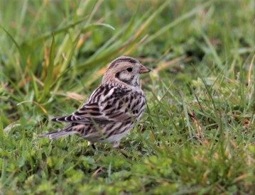 Lapland Longspur - Will Wright