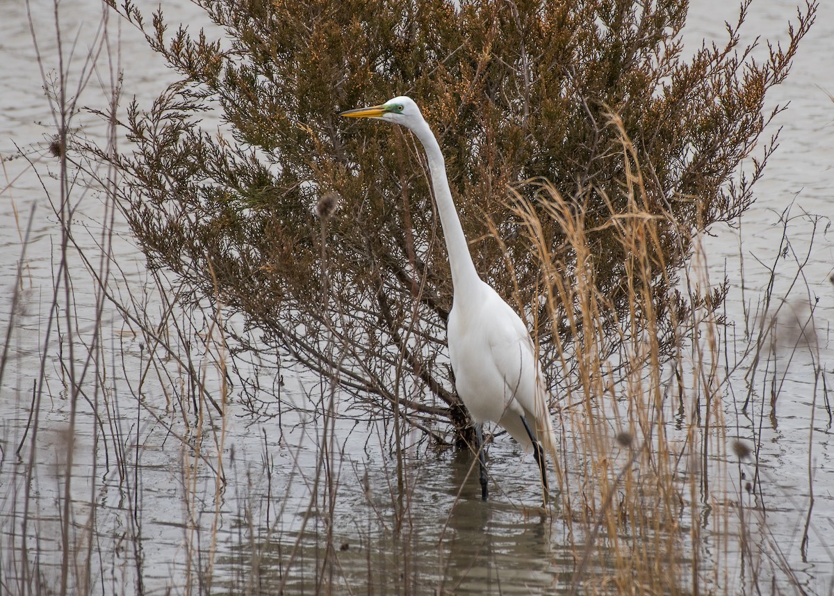 Great Egret - Sheila and Ed Bremer