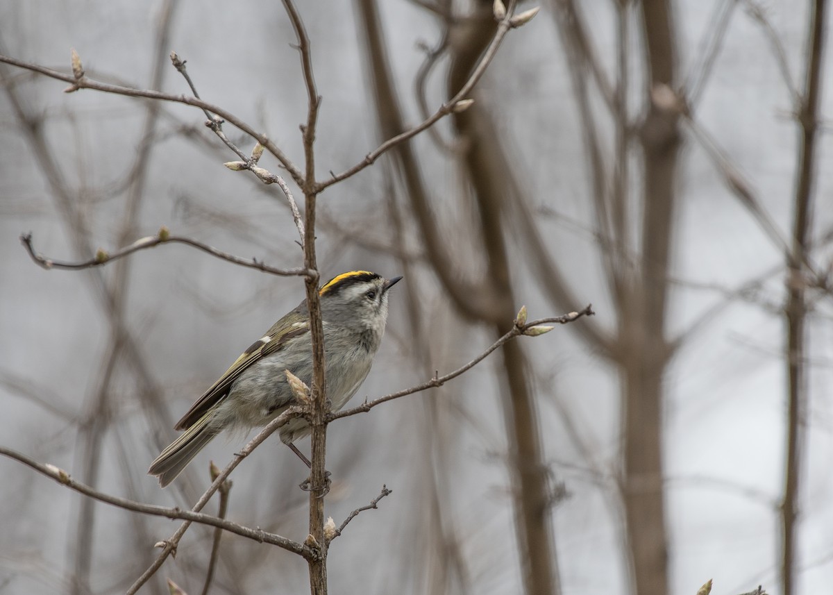 Golden-crowned Kinglet - Sheila and Ed Bremer