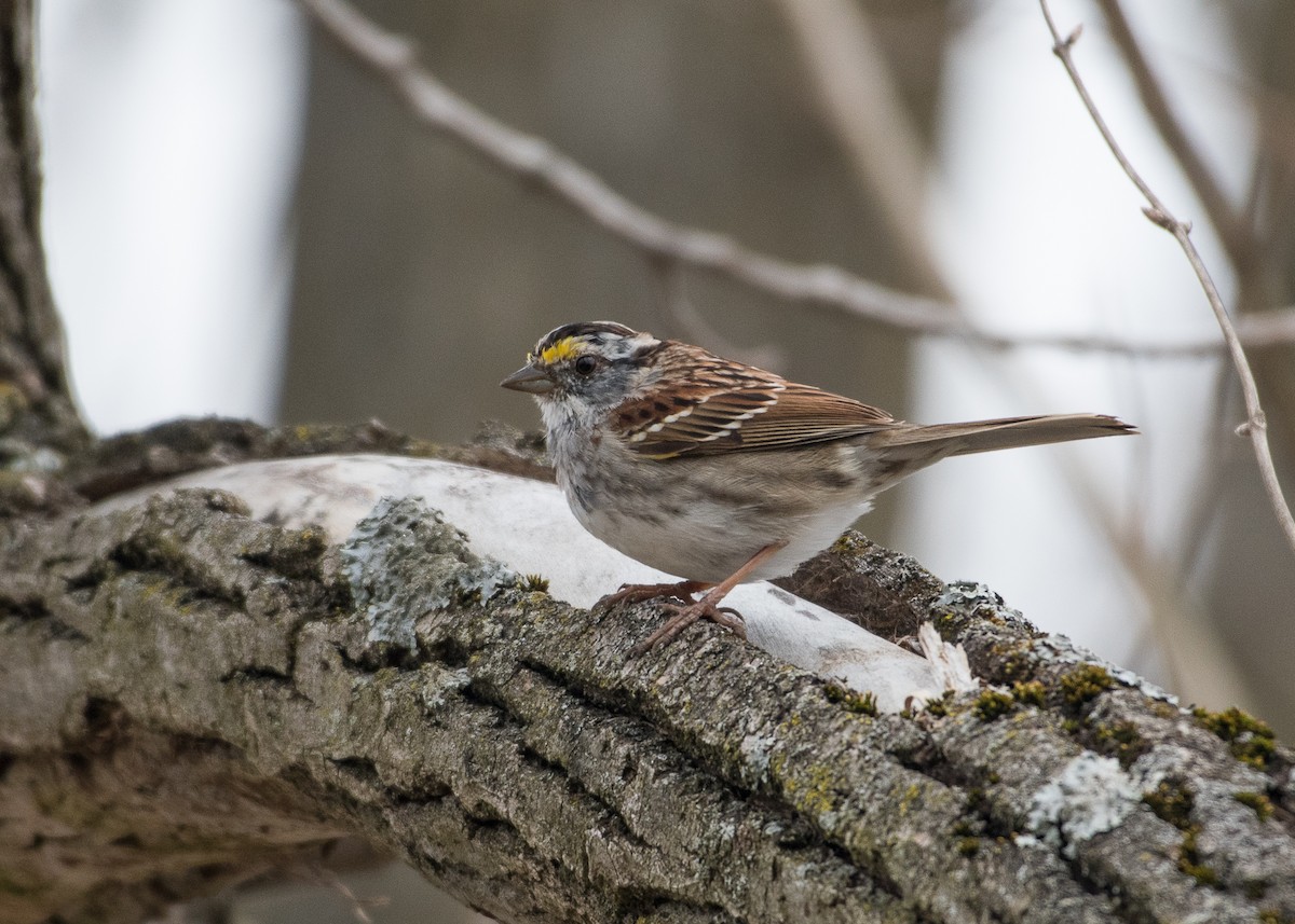 White-throated Sparrow - ML93543501