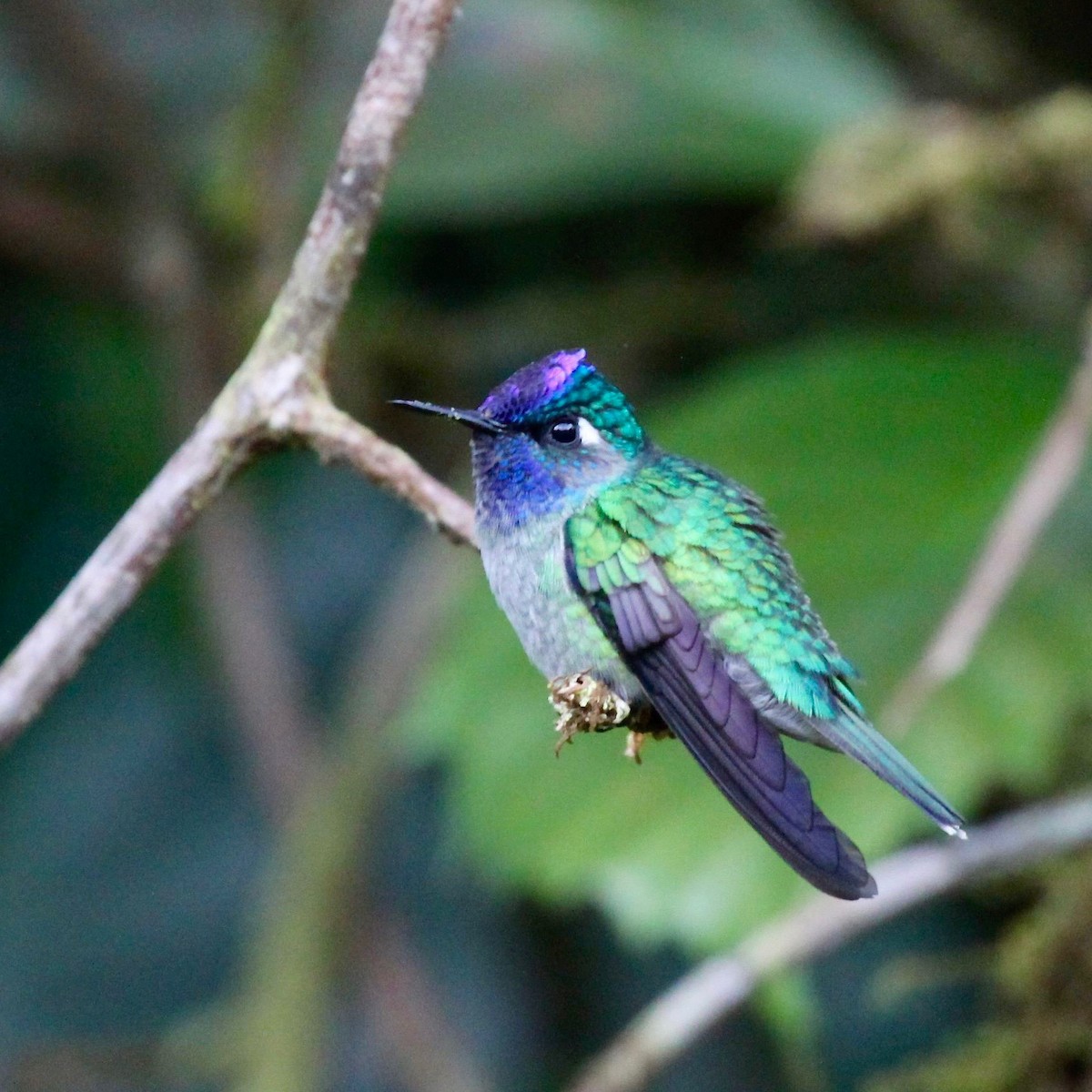 Violet-headed Hummingbird - Doug Cooper