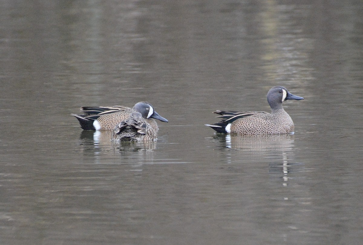 Blue-winged Teal - ML93546641