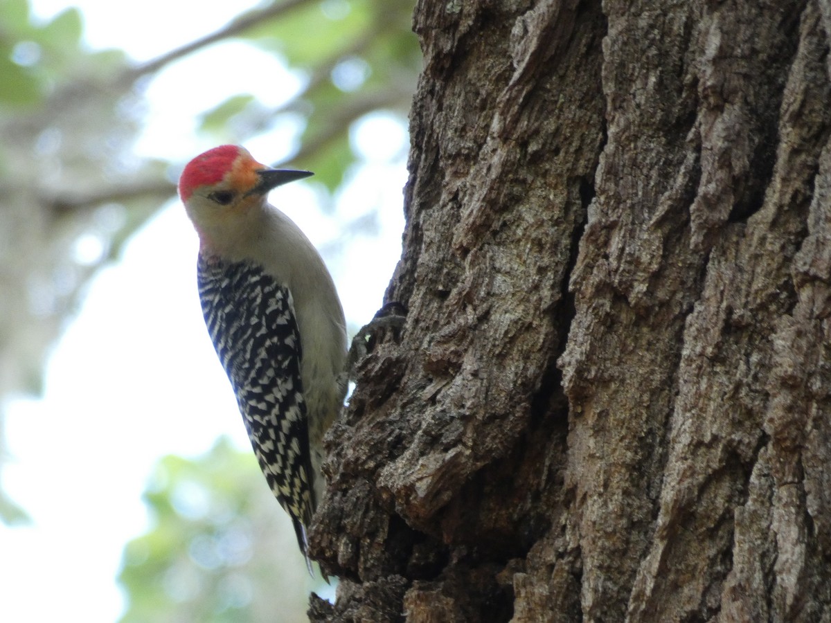 Red-bellied Woodpecker - M A Boyd
