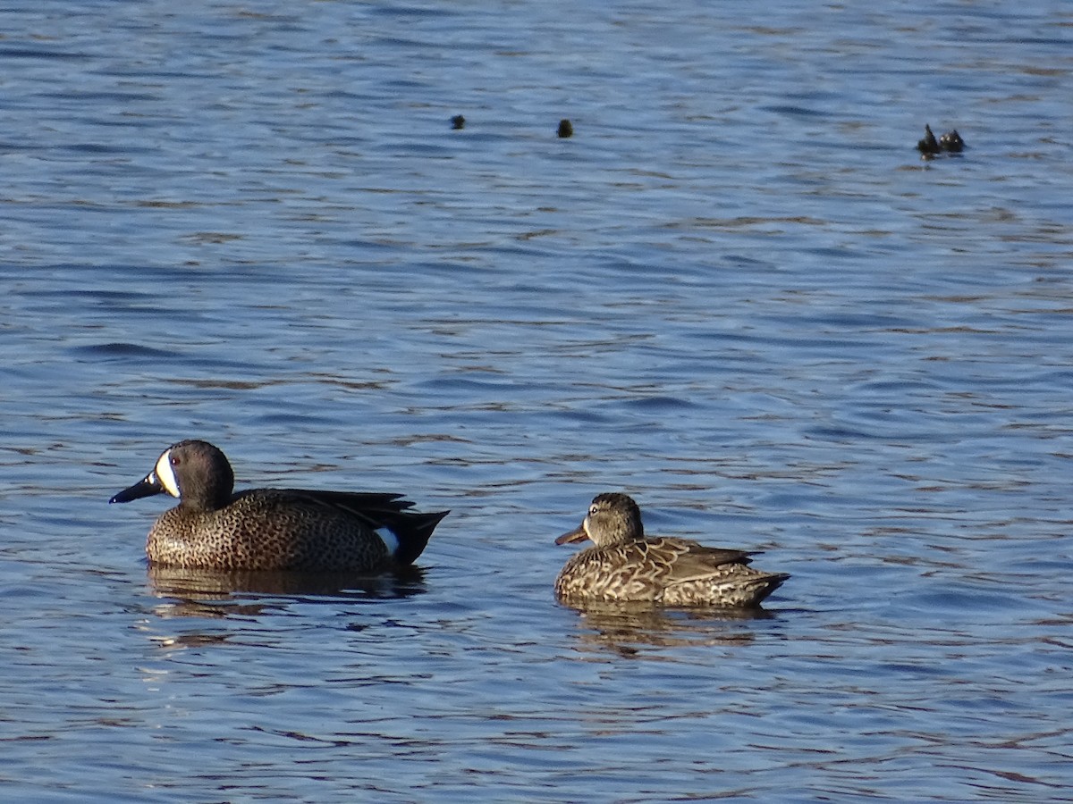 Blue-winged Teal - ML93548681