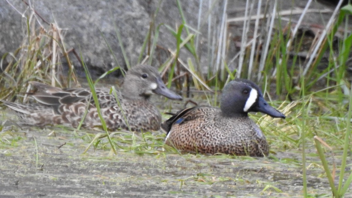 Blue-winged Teal - ML93556901