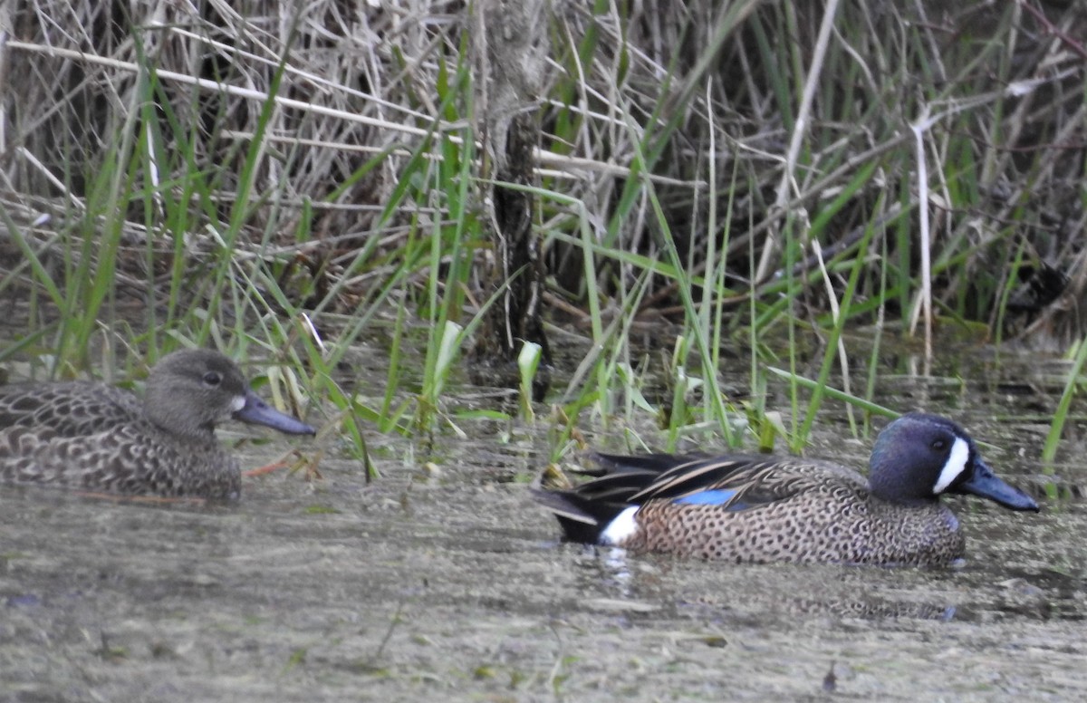 Blue-winged Teal - ML93556921