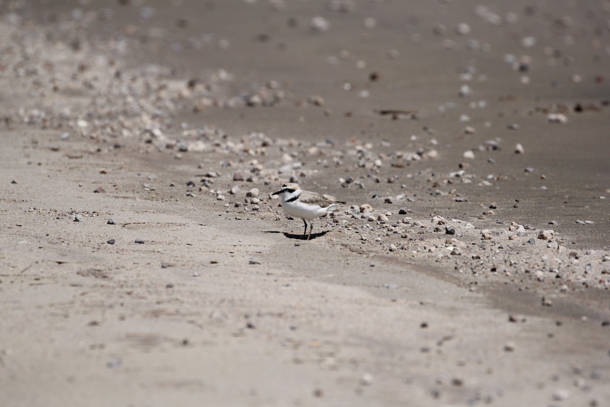 Snowy Plover - Dave Cleary