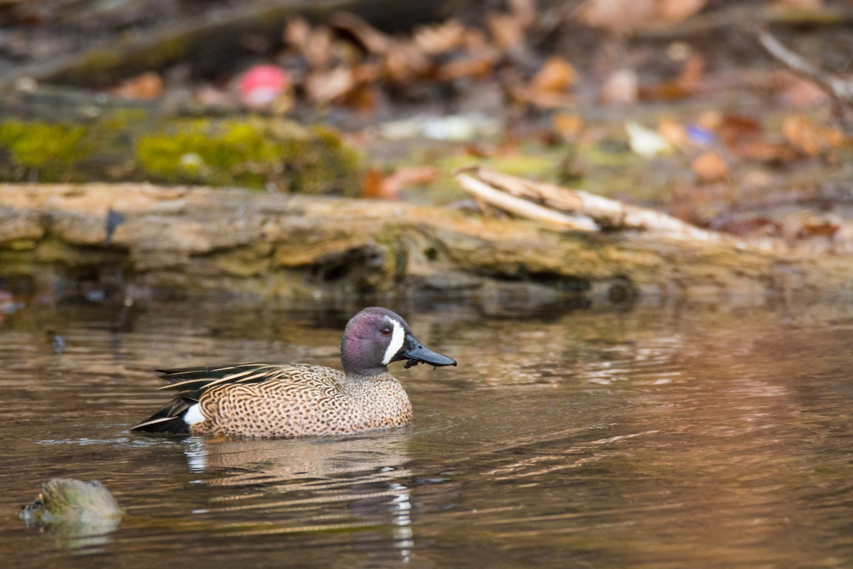 Blue-winged Teal - ML93559351
