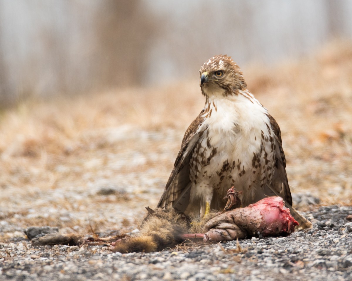 Red-tailed Hawk - ML93559521