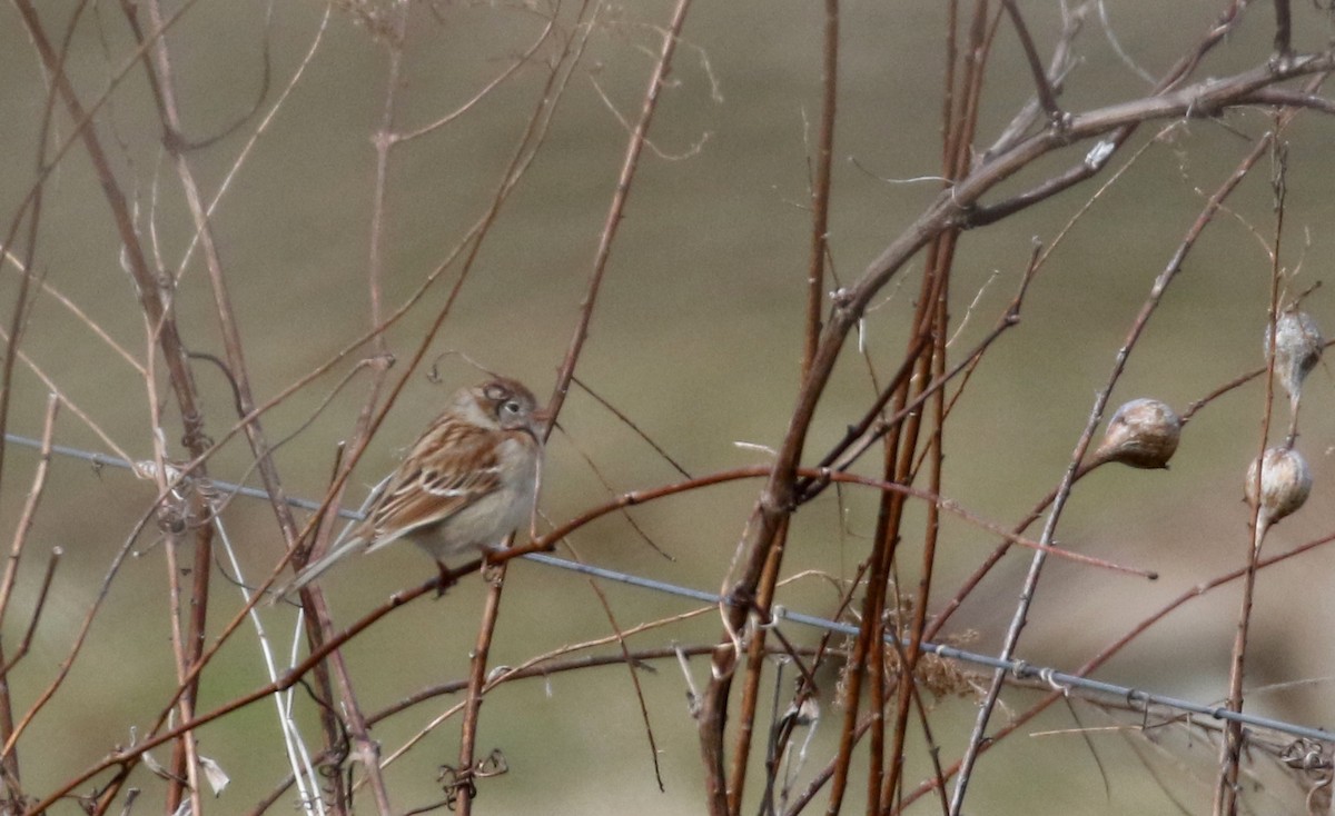Field Sparrow - ML93559861