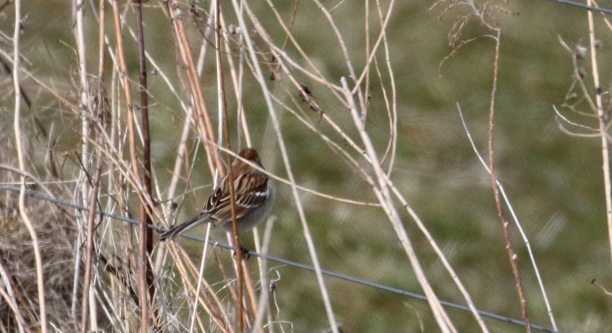 Field Sparrow - ML93559871