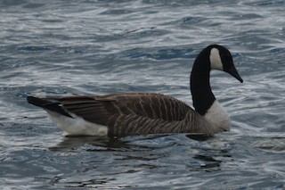 Canada Goose, ML93560181