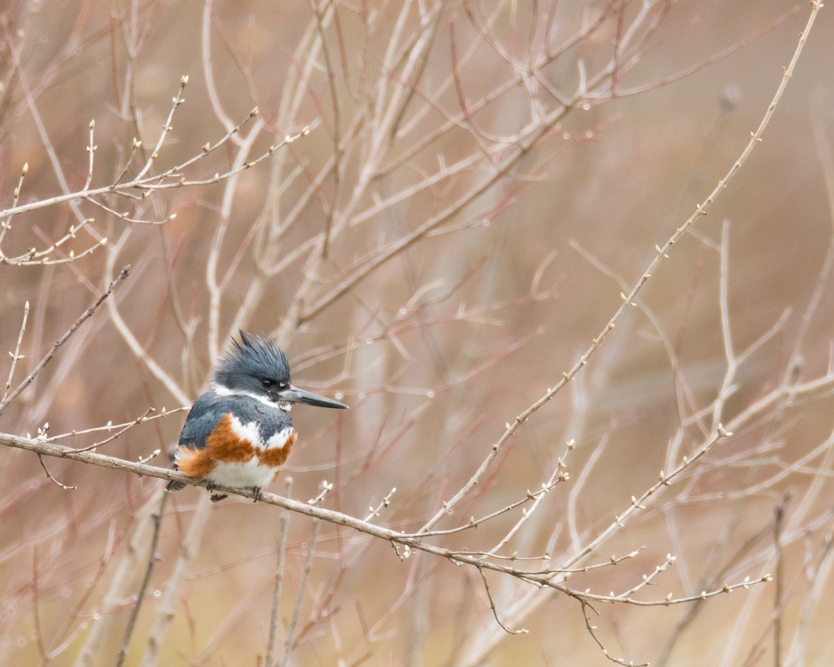 Belted Kingfisher - ML93562351