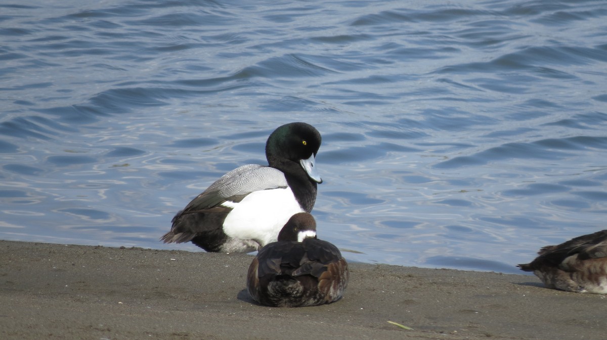 Greater Scaup - ML93564481