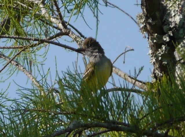 Great Crested Flycatcher - L.E. Quinlan
