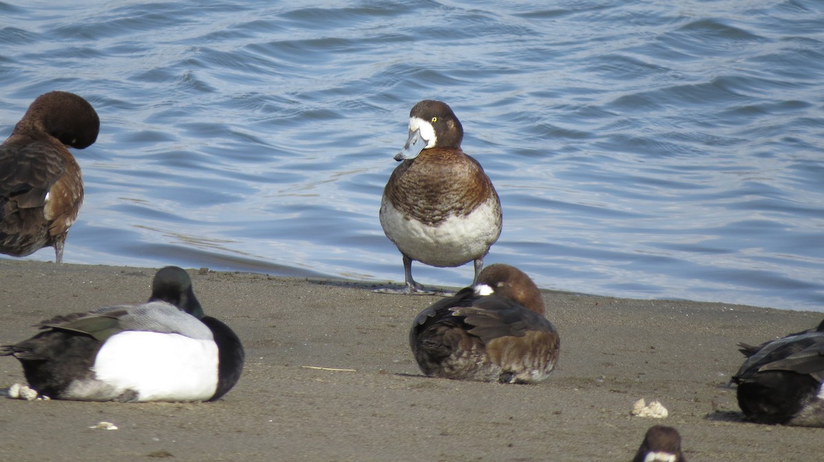 Greater Scaup - ML93564591