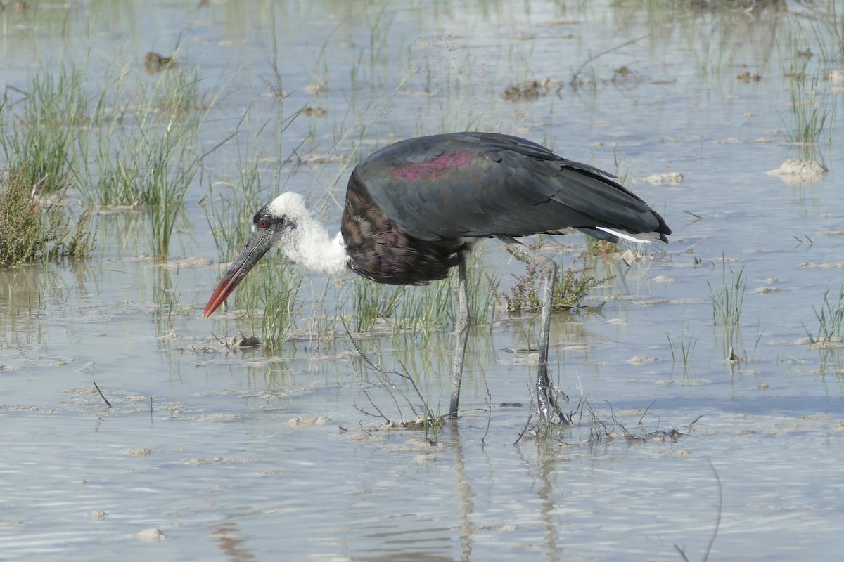 African Woolly-necked Stork - Peter Kaestner