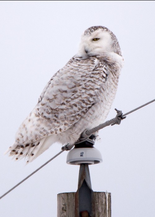 Snowy Owl - Lori Widmann