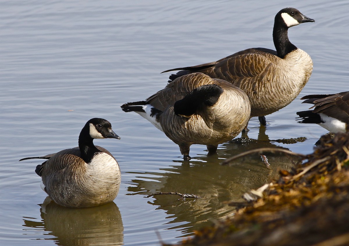 Canada Goose (canadensis Group) - Don Roberson