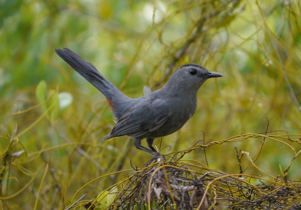 Gray Catbird - L.E. Quinlan