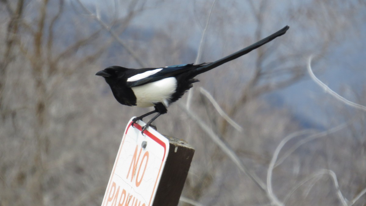 Black-billed Magpie - Mike Hearell