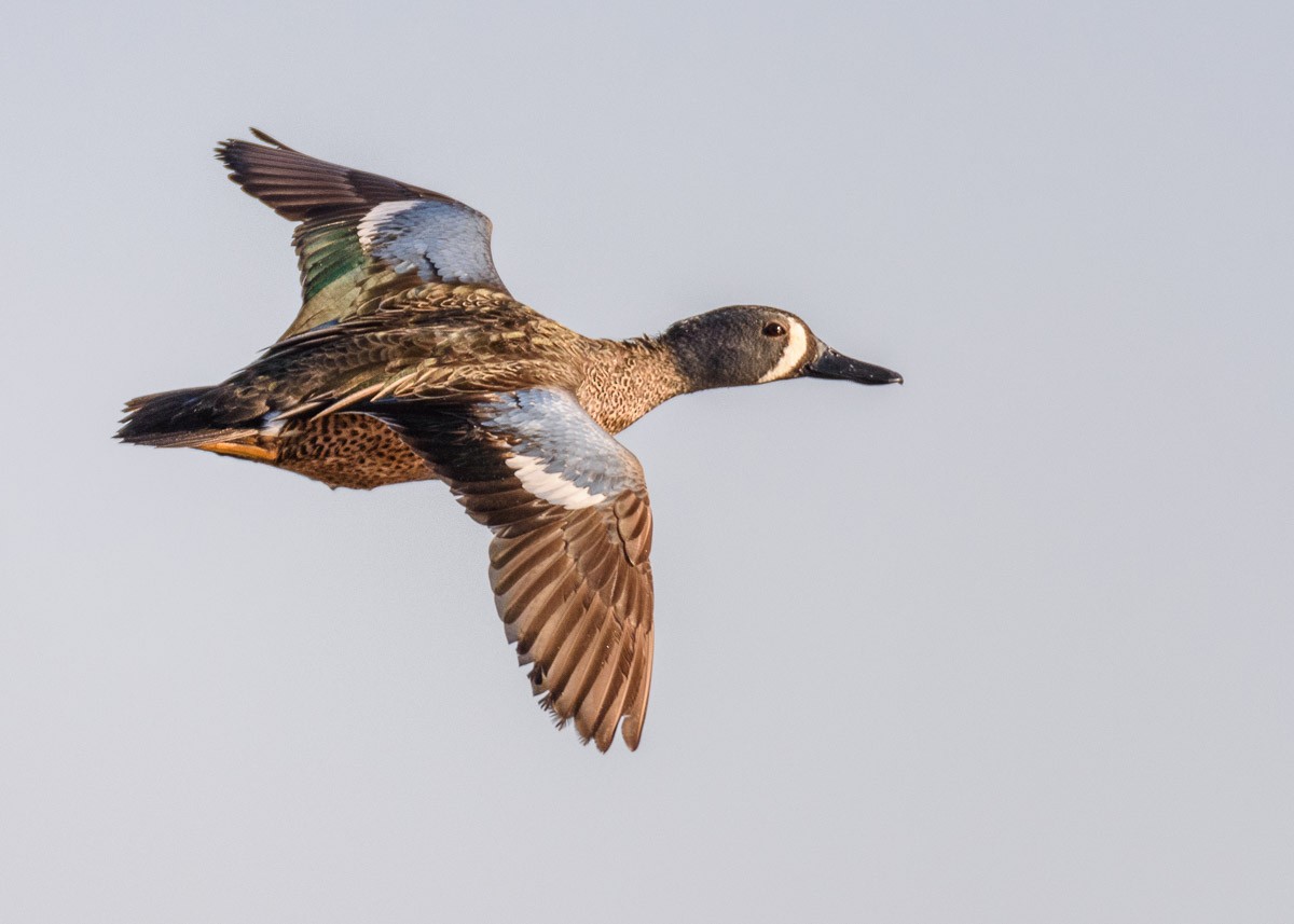 Blue-winged Teal - ML93568071