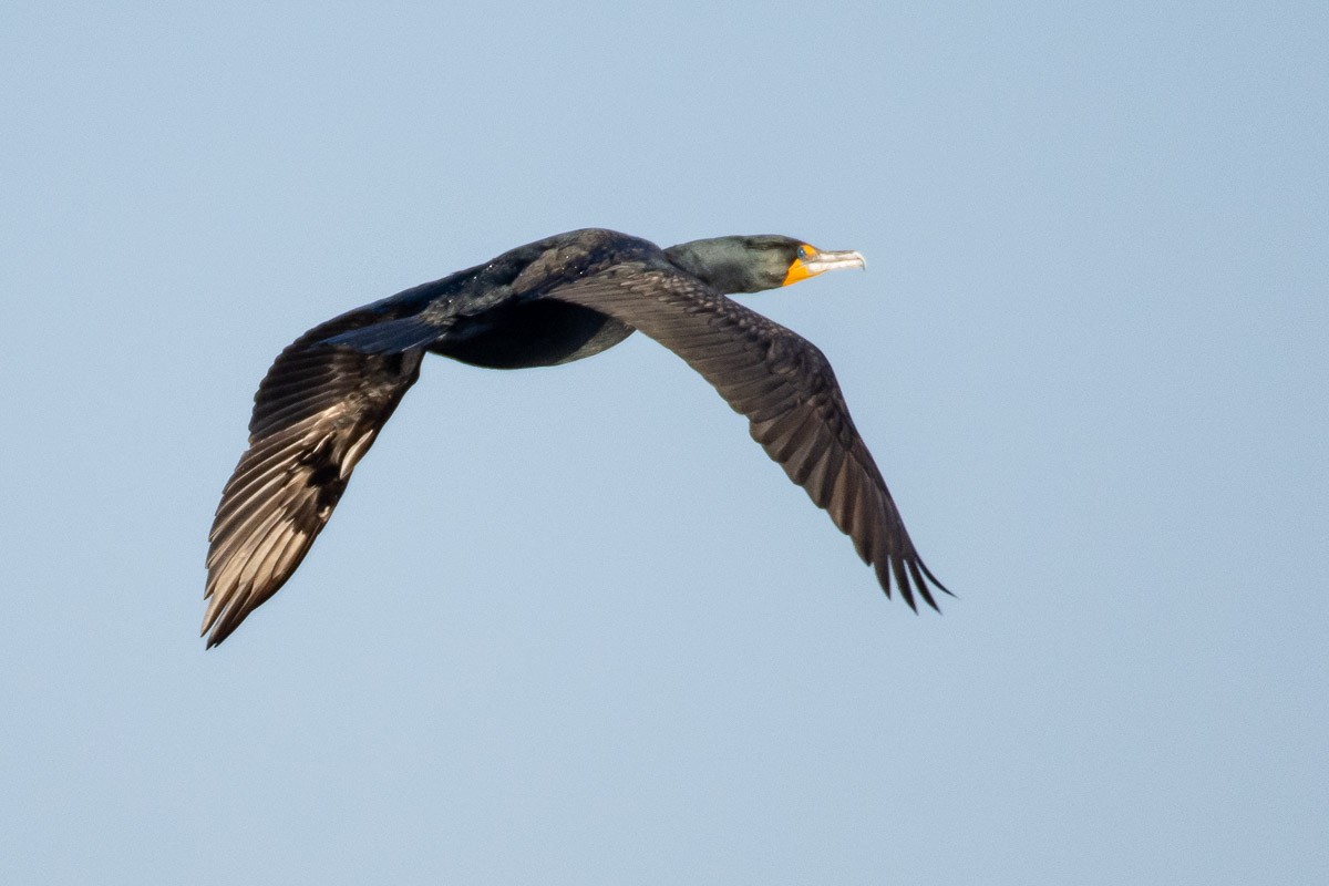 Double-crested Cormorant - mark kraus