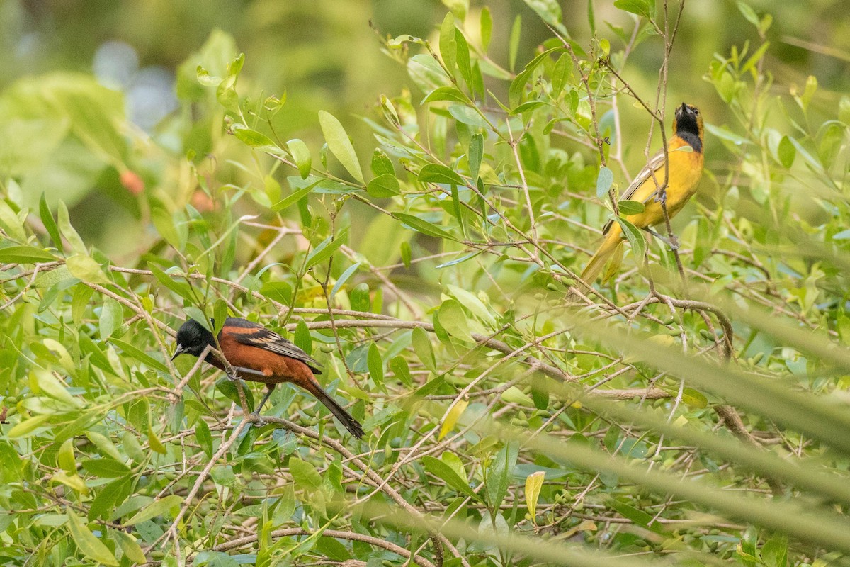 Orchard Oriole - ML93568371