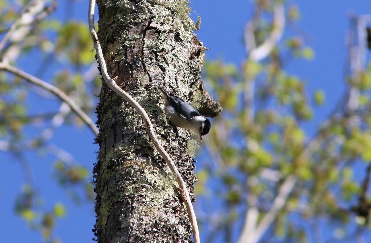 White-breasted Nuthatch - Tammy Conklin