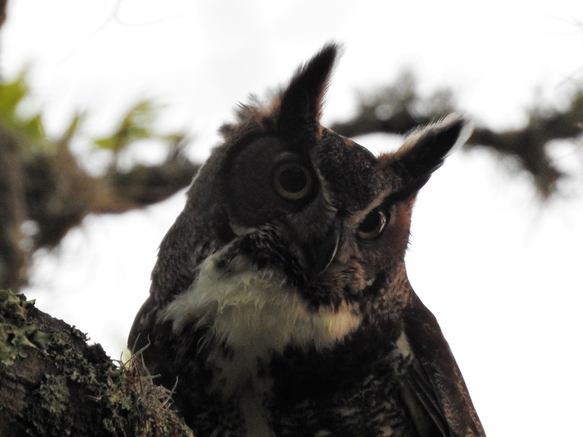 Great Horned Owl - ML93571091