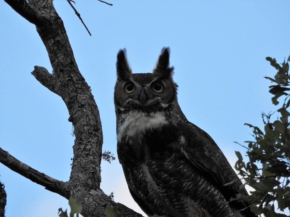 Great Horned Owl - David W Foster