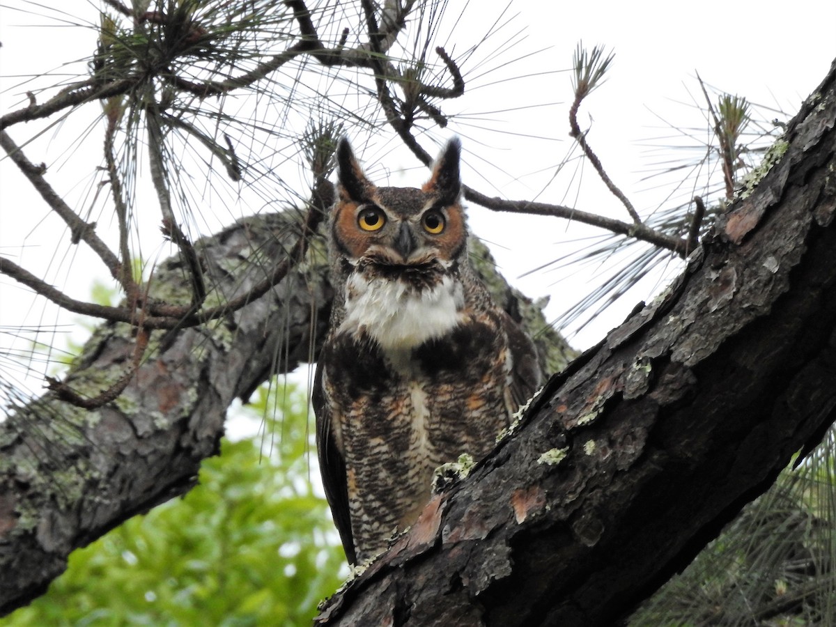 Great Horned Owl - ML93571151