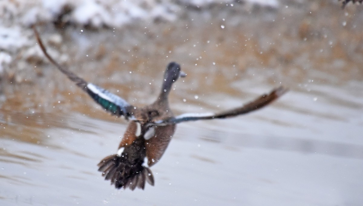 eBird Checklist - 7 Apr 2018 - Holbrook Reservoir - 55 species