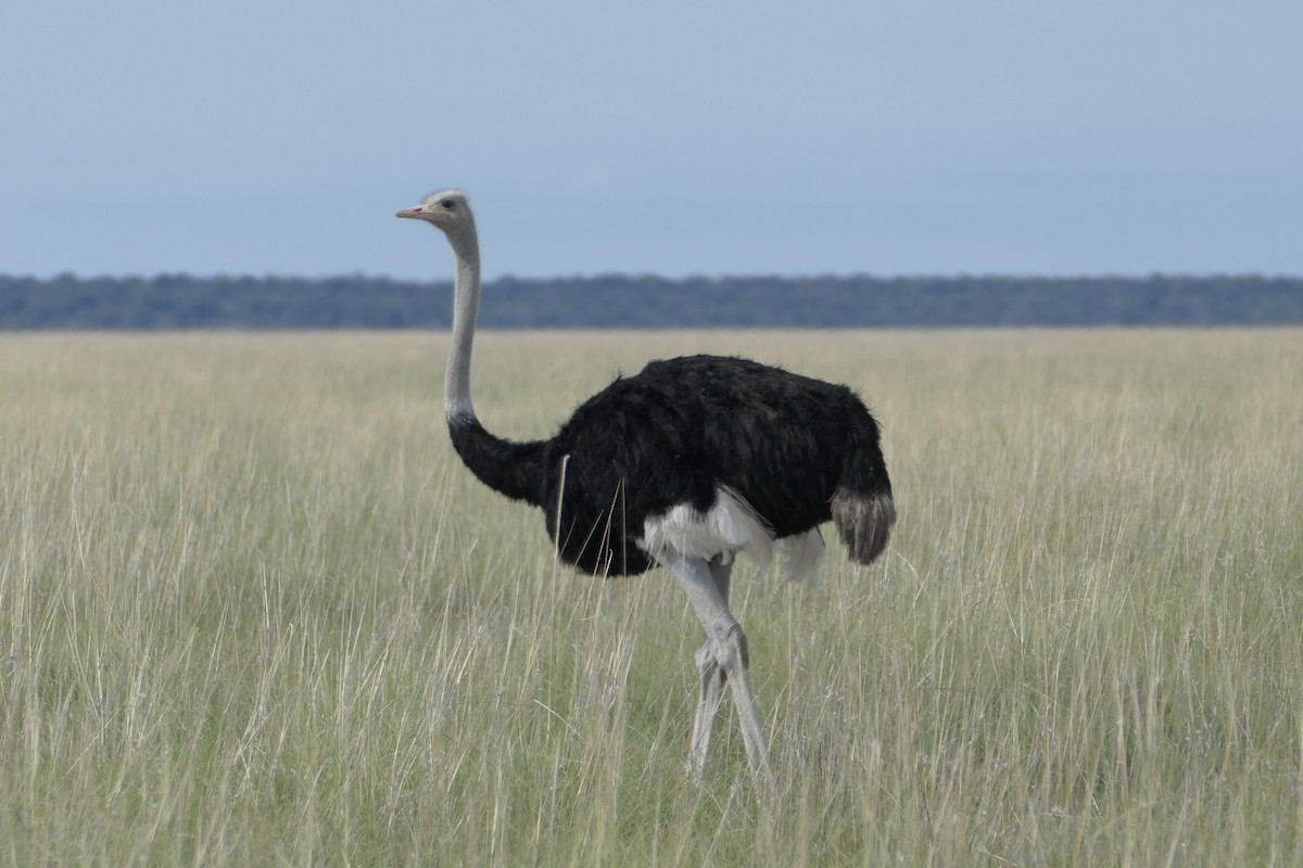 Common Ostrich - ML93575851