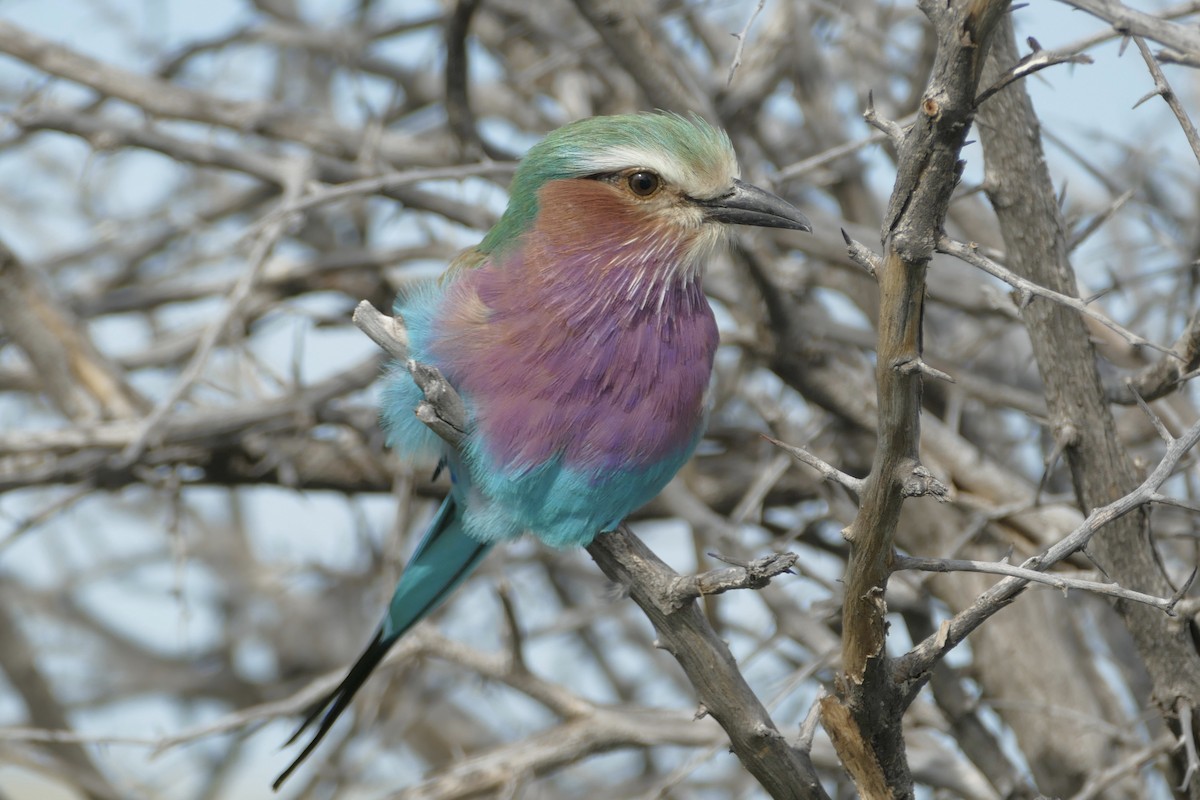 Lilac-breasted Roller - ML93577431