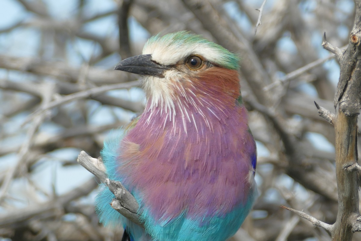 Lilac-breasted Roller - ML93577521