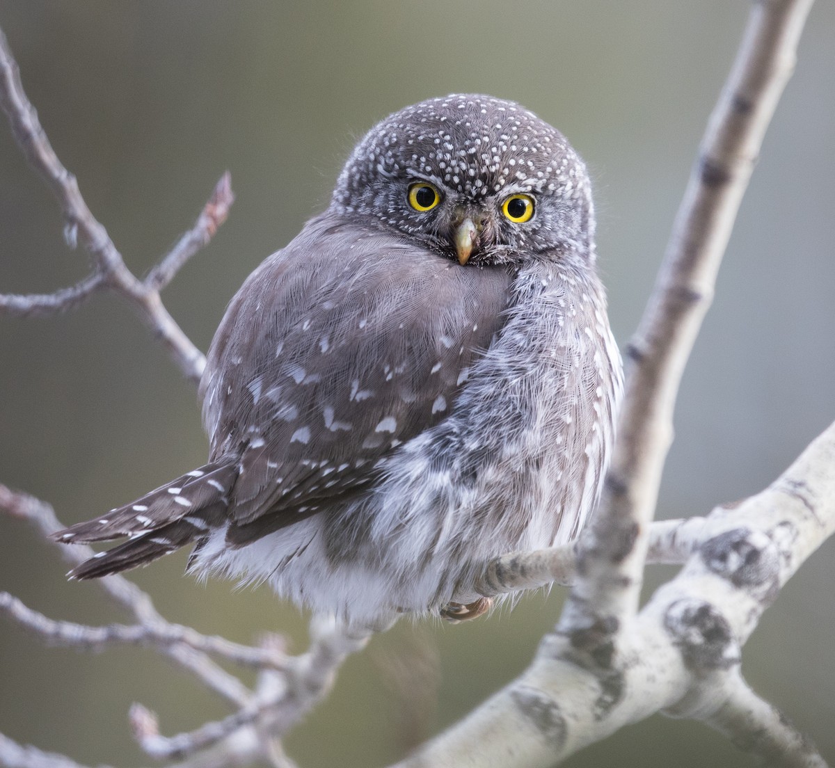 Northern Pygmy-Owl - Caroline Lambert