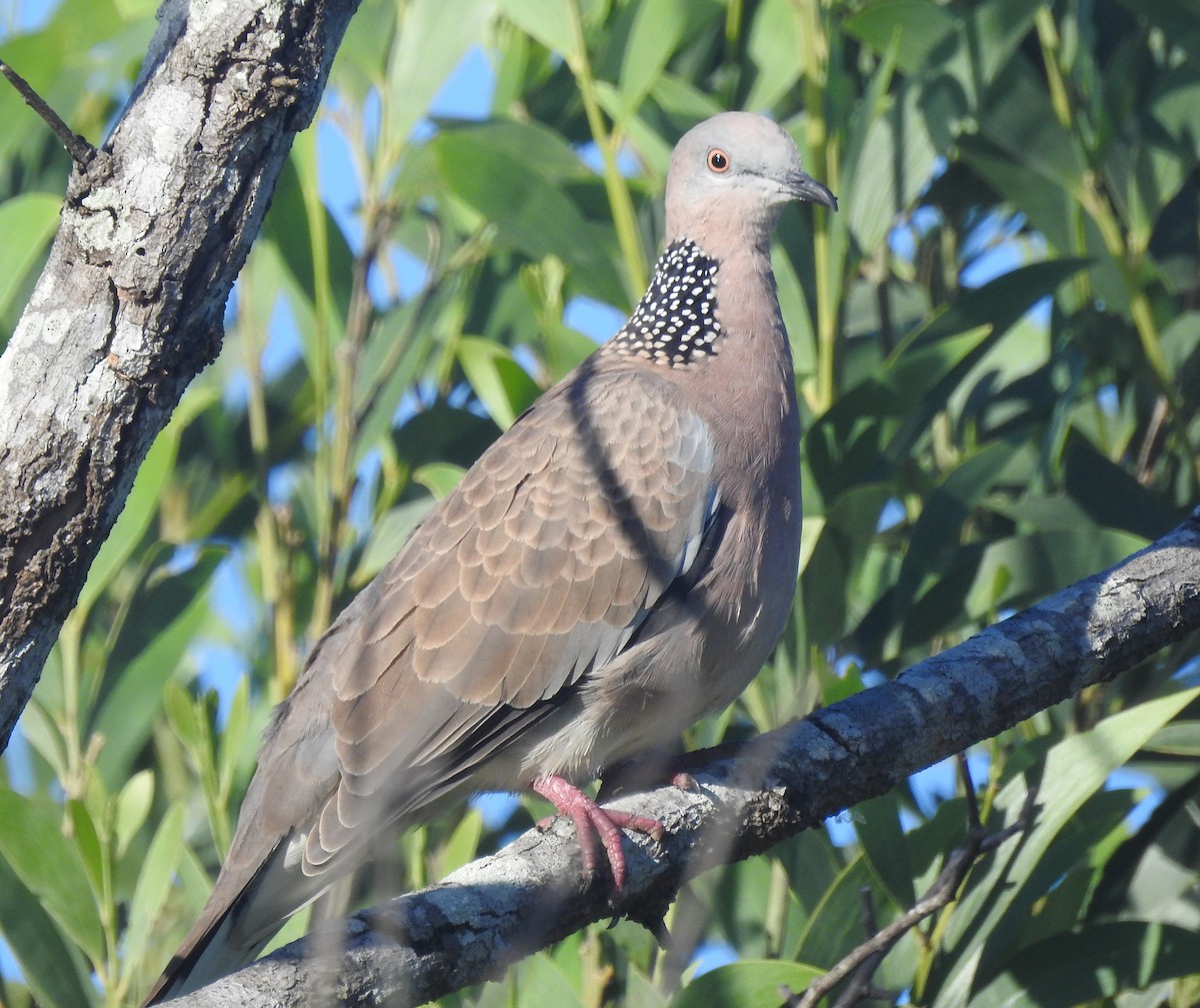 Spotted Dove - ML93582751