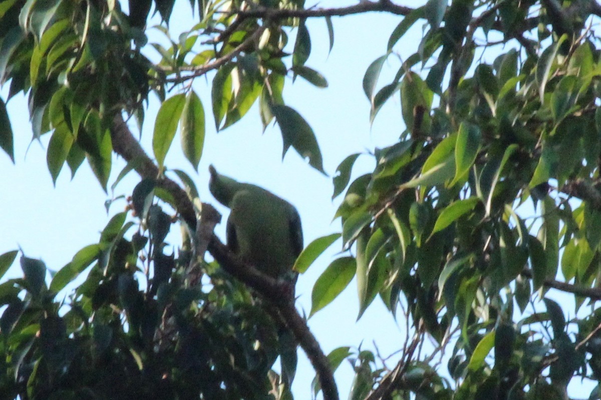 Thick-billed Green-Pigeon - ML93582951