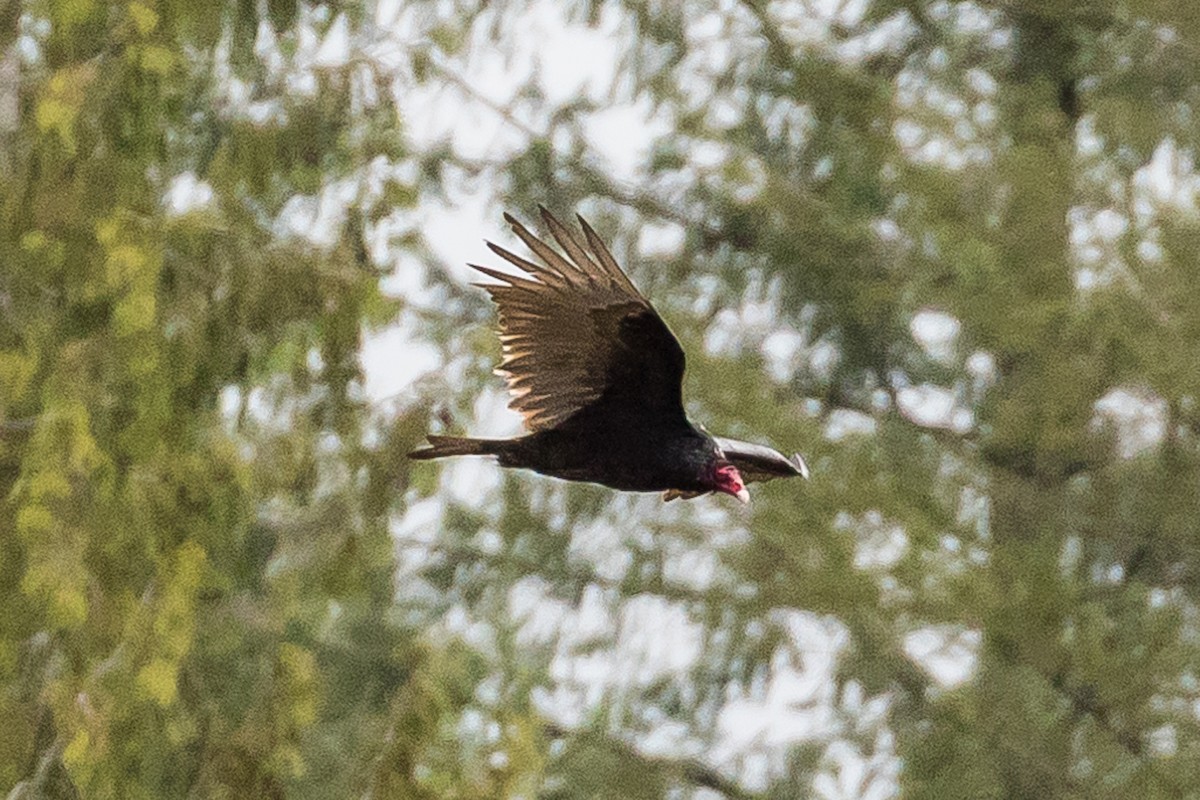 Turkey Vulture - John Reynolds