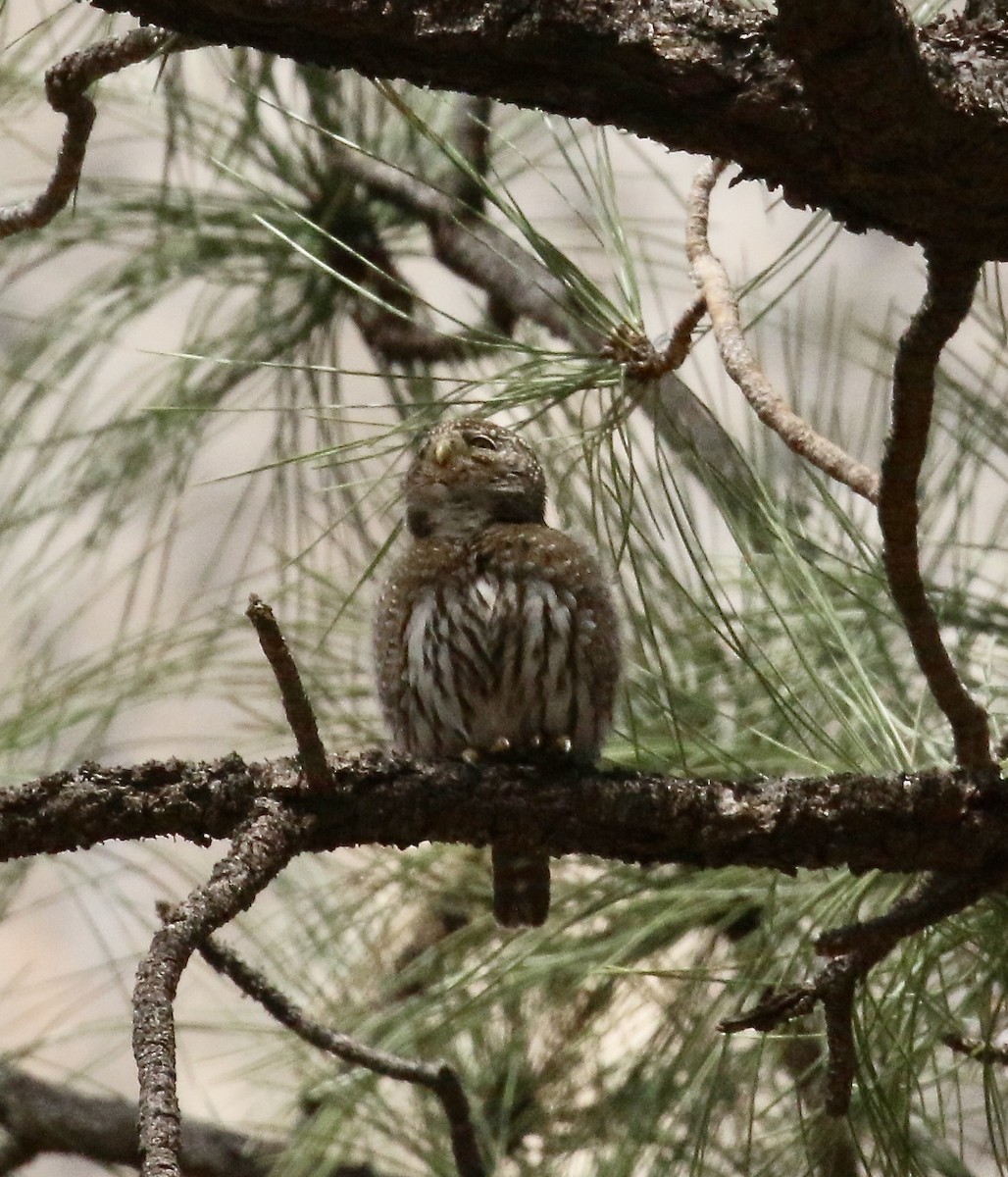Northern Pygmy-Owl - ML93587281