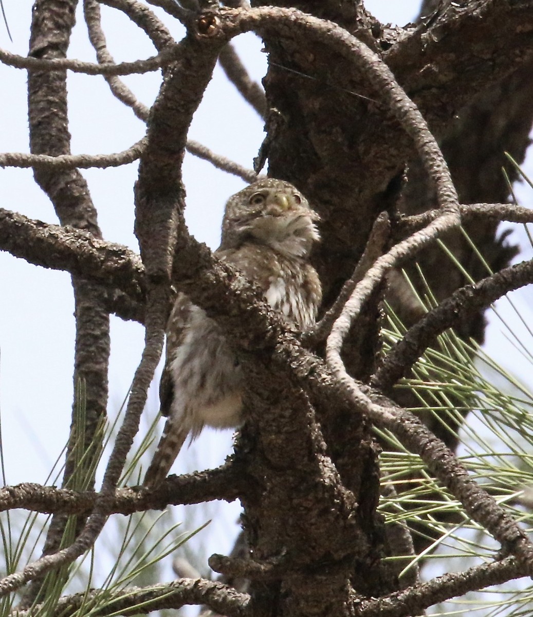 Northern Pygmy-Owl - Willie Sekula