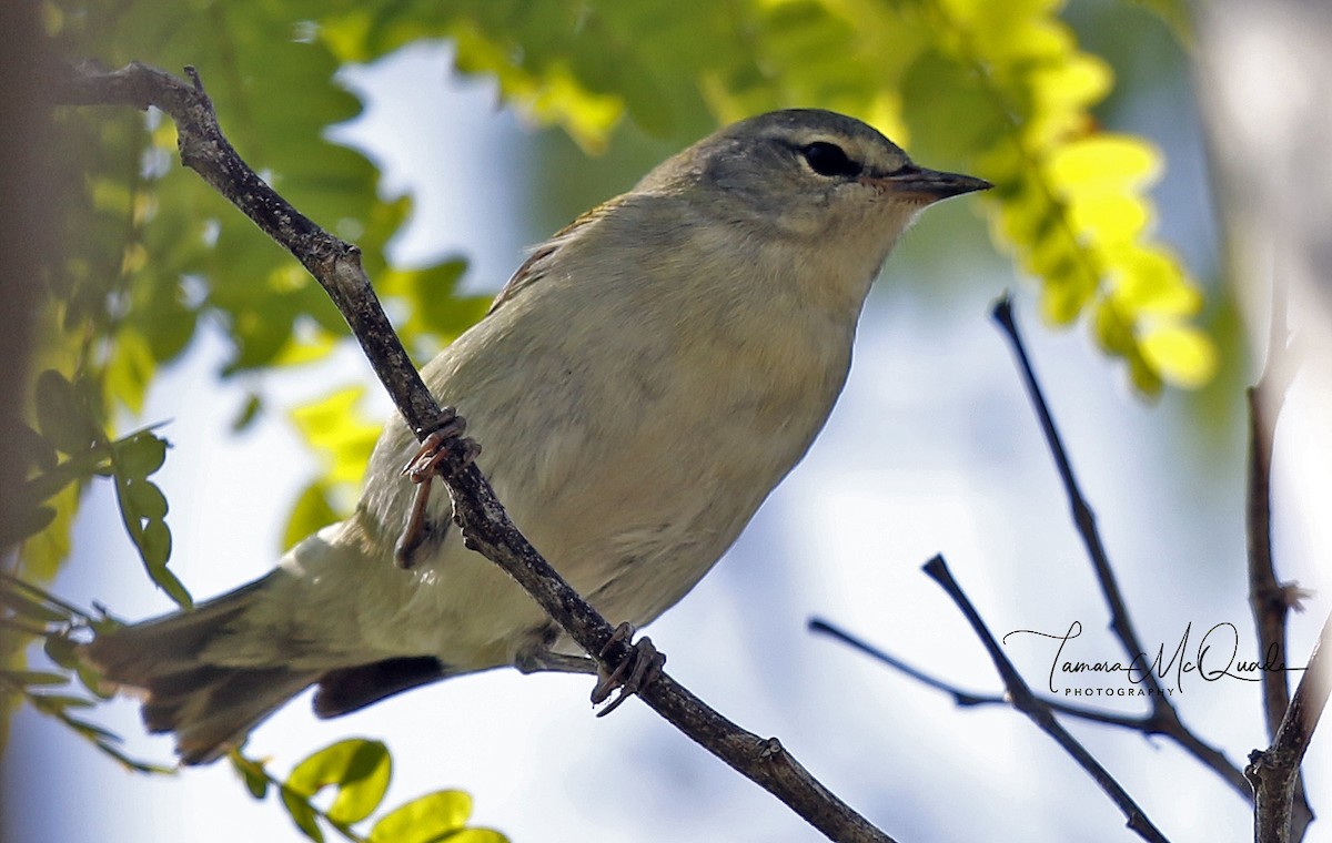 Tennessee Warbler - Tammy McQuade