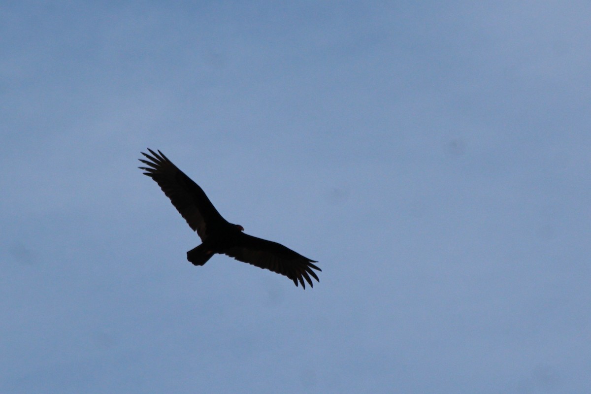Turkey Vulture - ML93590001