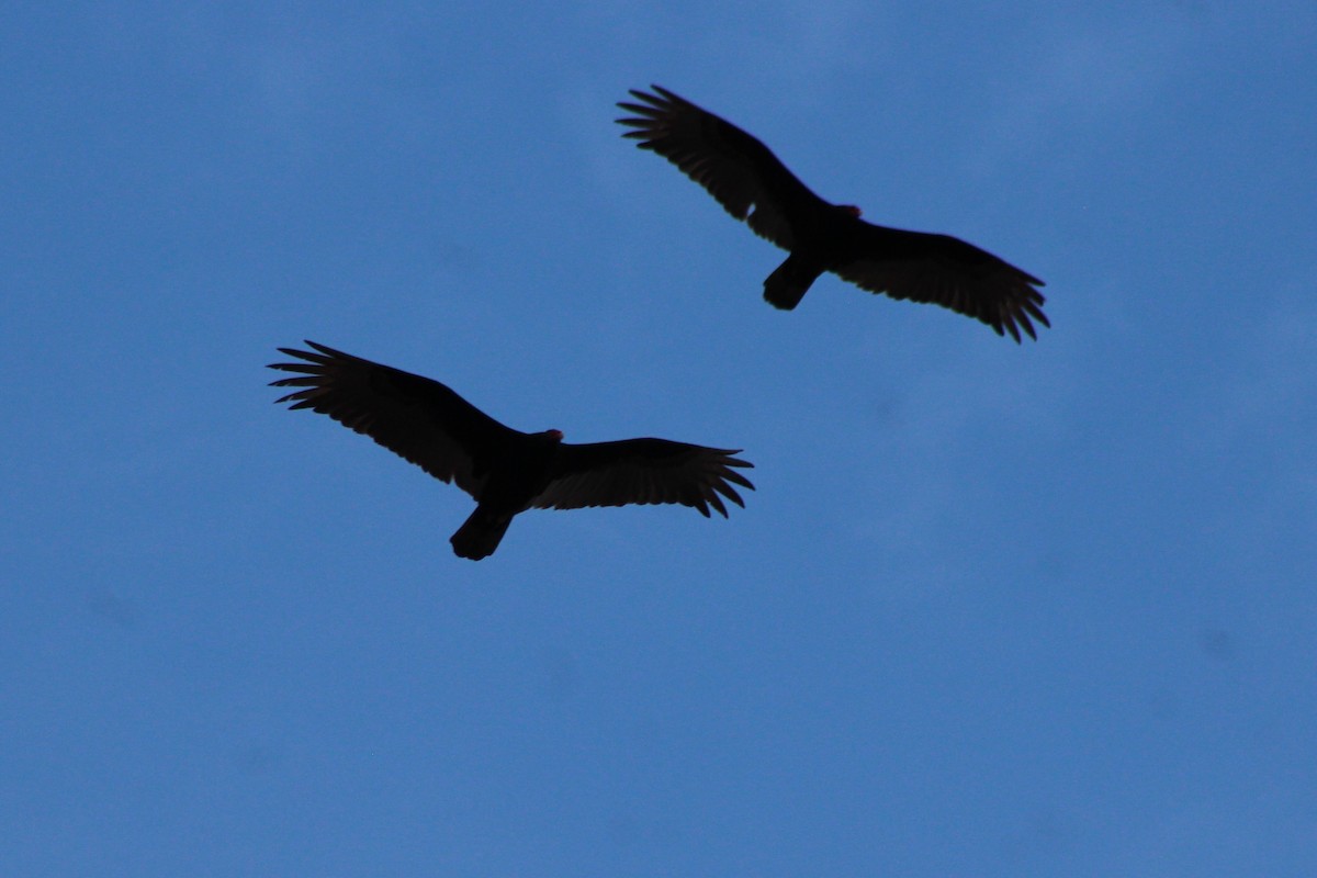 Turkey Vulture - ML93590041