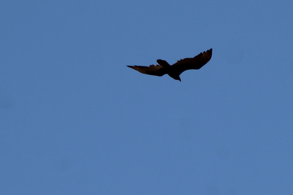 Turkey Vulture - ML93592911