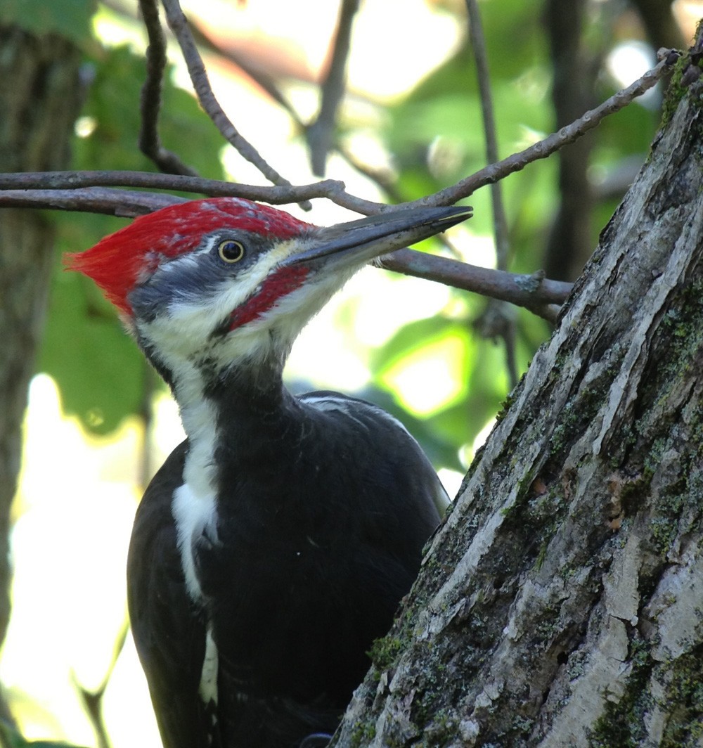Pileated Woodpecker - Mark Davidson