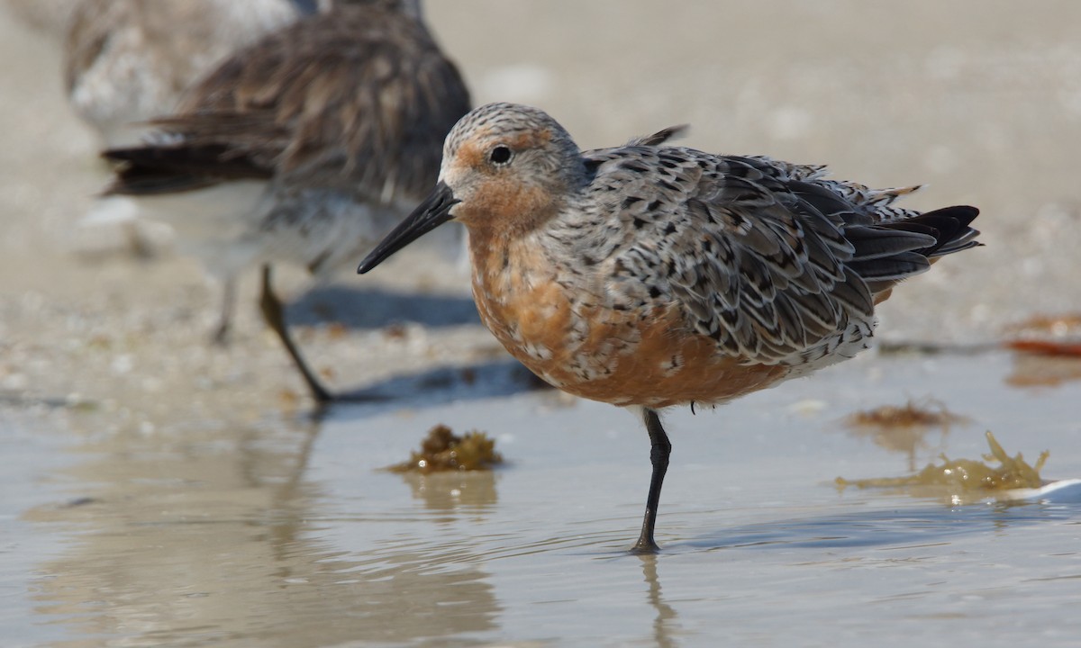 Red Knot - ML93595891
