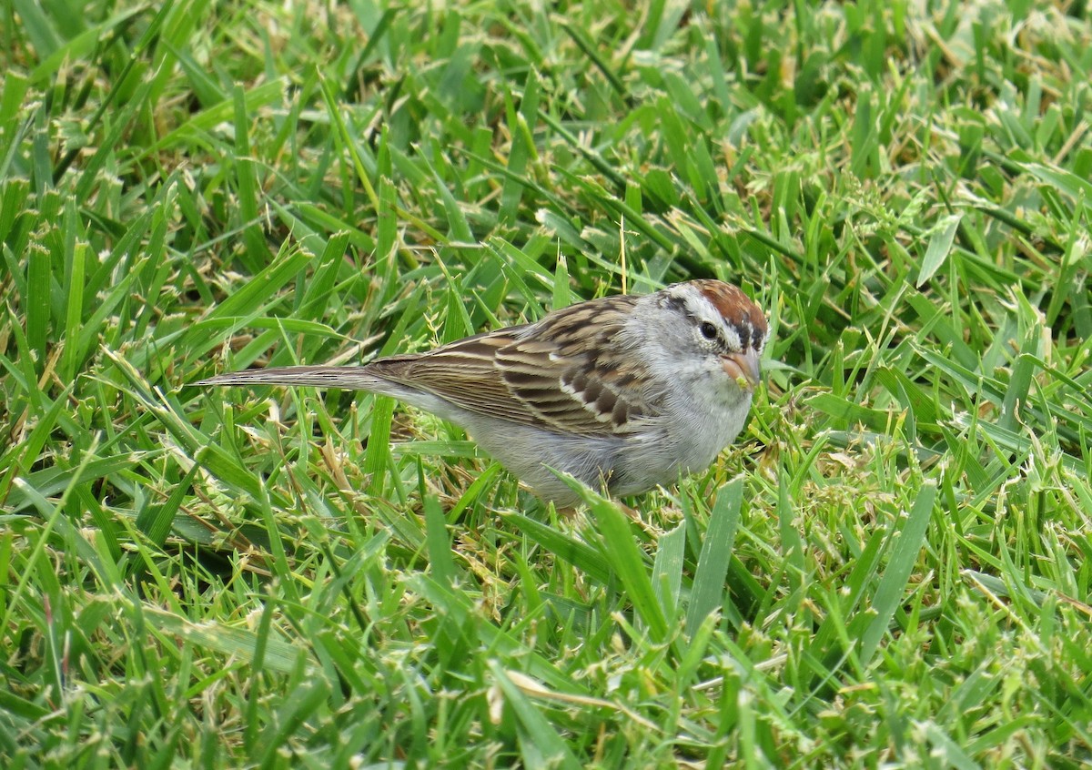 Chipping Sparrow - ML93600321